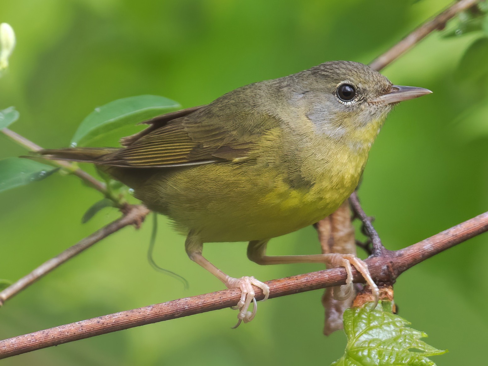 Meet the Mourning Warbler in the colombian woods.