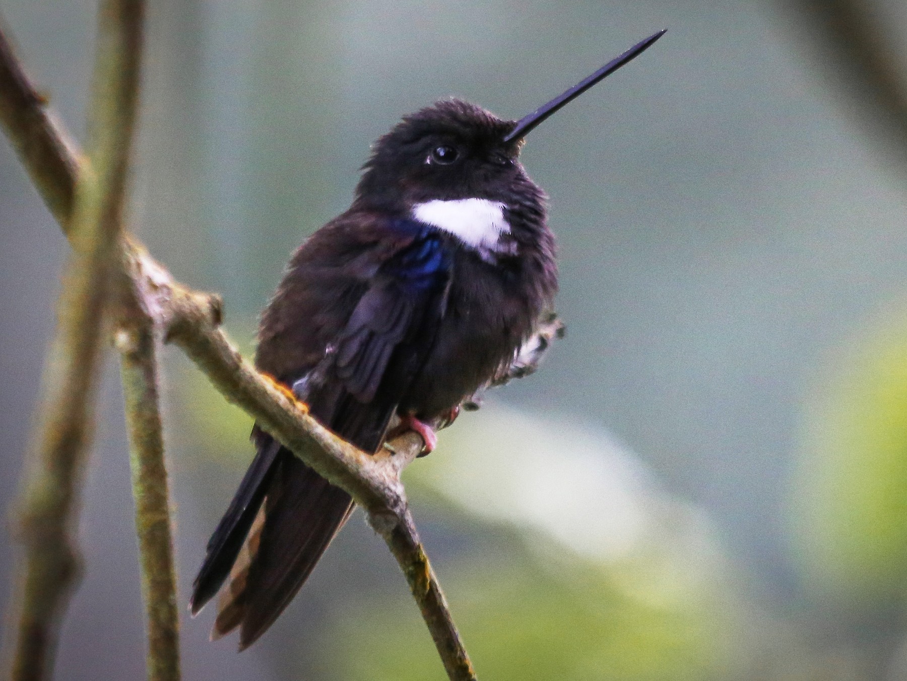 Meet the colombian Black Inca hummingbird