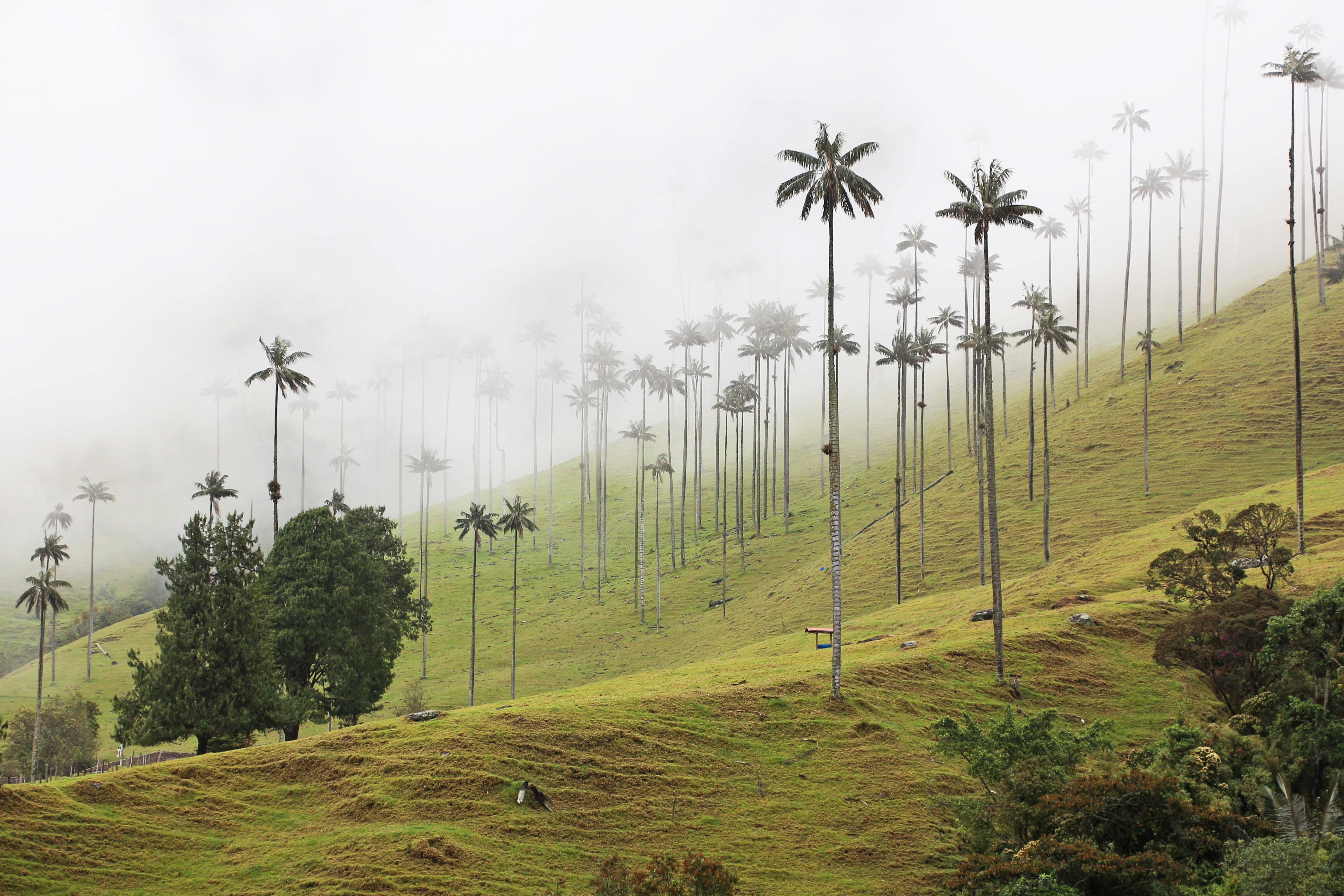 Conoce las famosas palmeras altas del valle del Cocora en Quindío