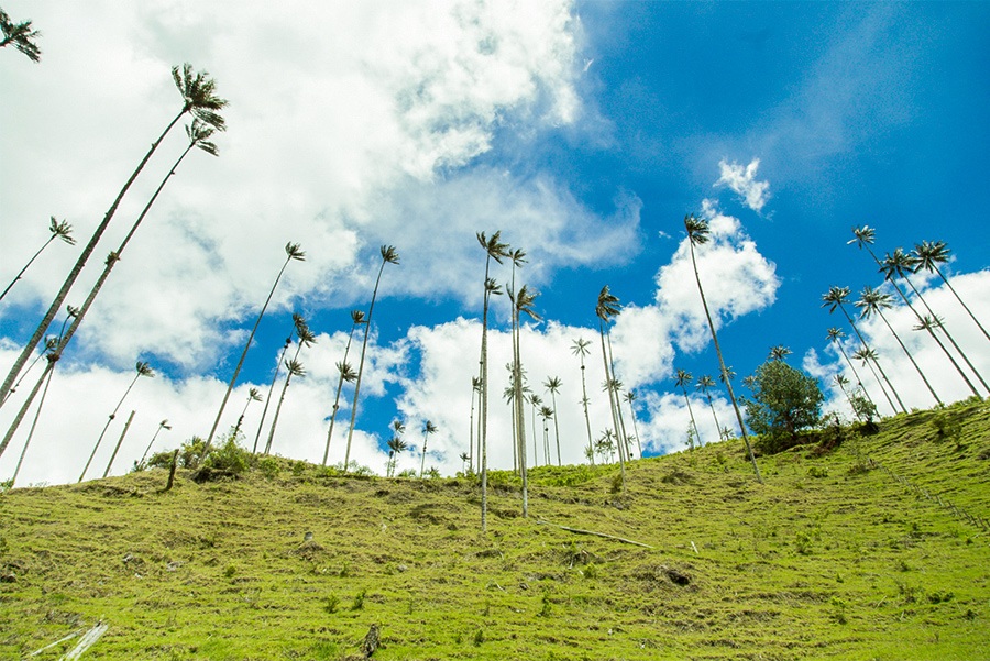 Le climat en Colombie ressemble au printemps dans le Paysage Culturel du Café | Voyage en Colombie