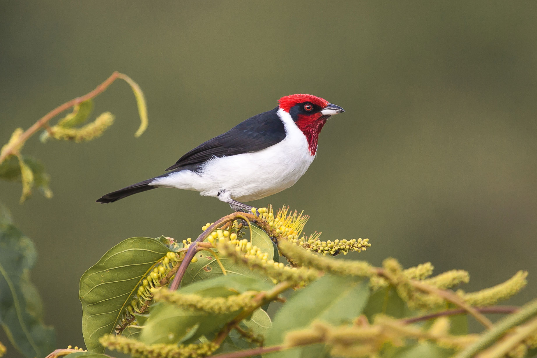 La cardenilla capirroja, ​ cardenal bandera alemana propia de Colombia y Bolivia. Una de las aves para realizar avistamiento de aves