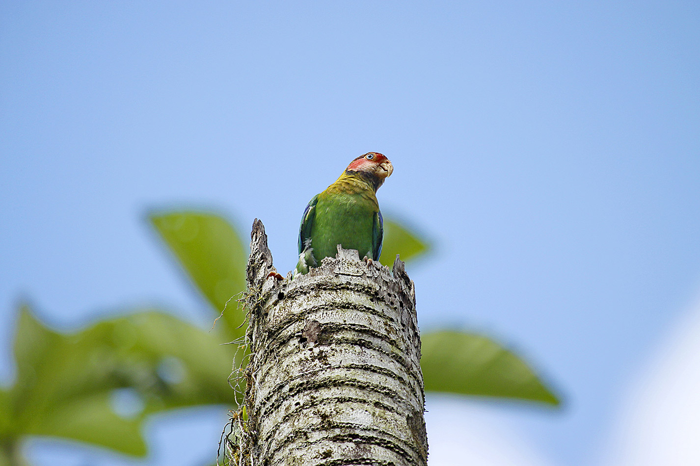 Rose-faced Parrot ave del departamento del Valle - Avistamiento de aves