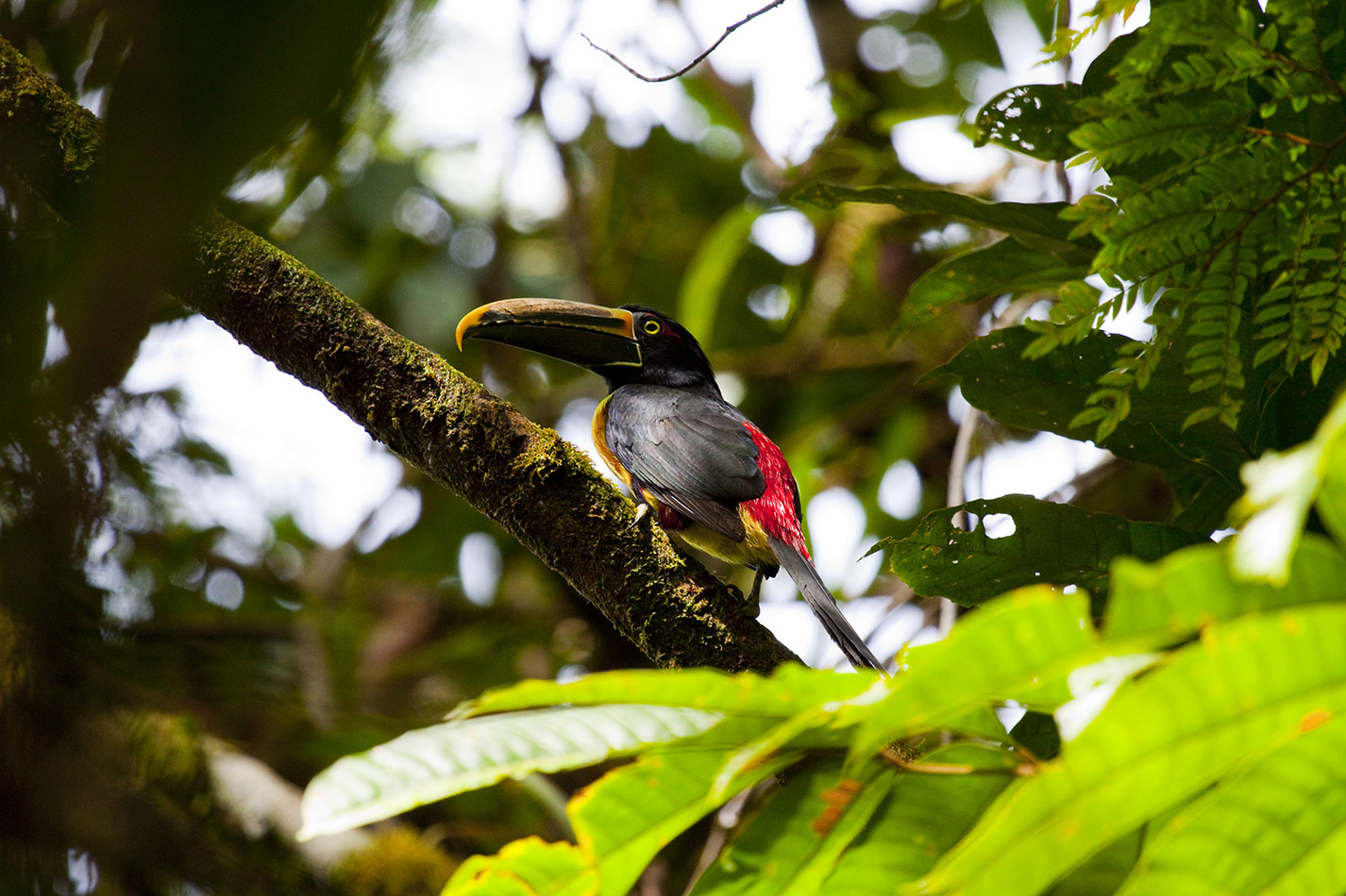 El arasarí de pico rayado es una especie de ave que habita en zonas selváticas del noroeste de Sudamérica.