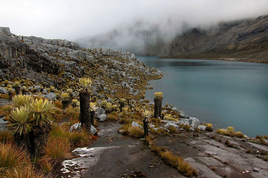 Plants beside a lake in misty high moorland