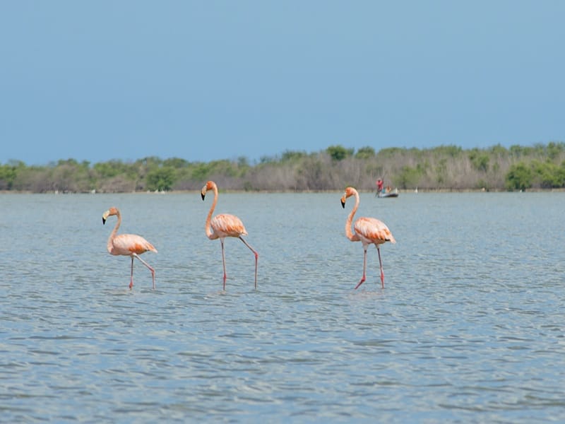 Flamingos at the flora and fauna sanctuary on the beaches of Palomino | Colombia Travel