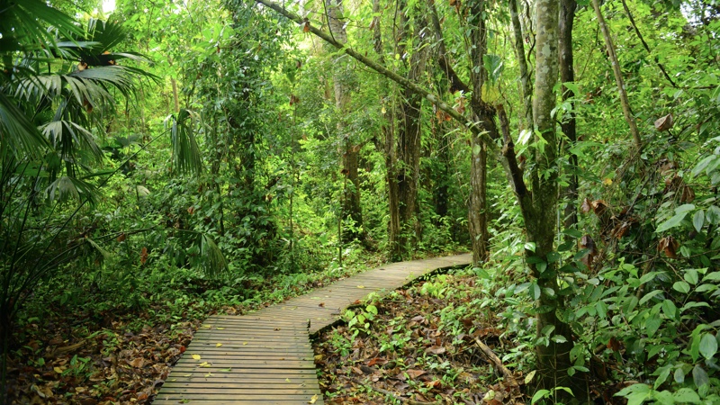 A nature trail in Tayrona Park, one of the places you can visit when doing remote work.