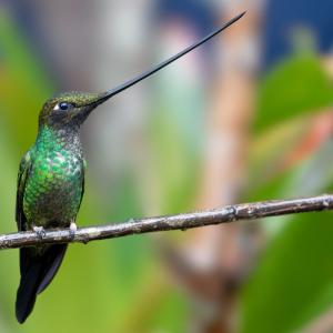 One of the birds that can be seen in the city of Bogotá