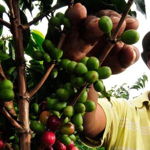 The coffee culture of Santa Rosa de Cabal