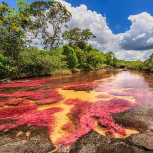 Caño Cristales