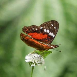 Photo Mariposario Paway