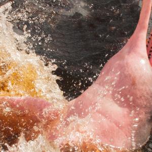 A pink dolphin dives into the waters of the Amazon River, one of Colombia's destinations.