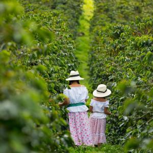 Photo of a Coffee Cultural Tour