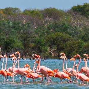 Los Flamencos Flora and Fauna Sanctuary, La Guajira, Colombia.