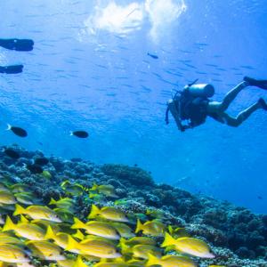 Marine life while diving in Colombia