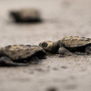 Olive Ridley turtles in Bahía Solano, Chocó.