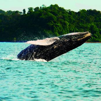 Además de los sobrecogedores paisajes, la visita anual de las ballenas convierte este escenario en un lugar incomparable