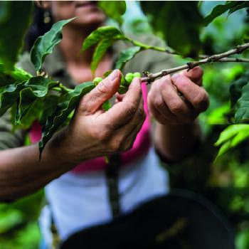 Conoce la riqueza del paisaje cultural cafetero