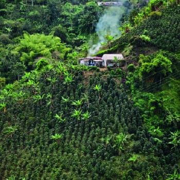 Descubre los divertidos planes que puedes hacer en eje cafetero