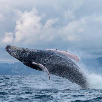 Humpback whale jumping off the coast of Nuquí, Colombia