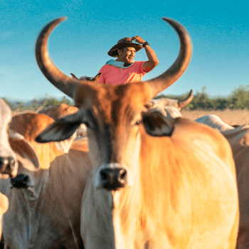 Ranches - Longhorn Cattle in Amazon-Orinoco, Colombia.