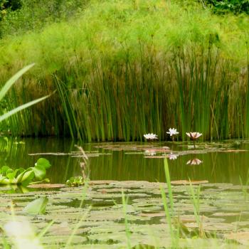 jardin botanico san jorge