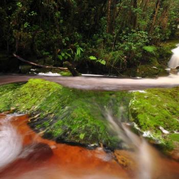 foto de el Parque Nacional Natural Cueva de los Guácharos