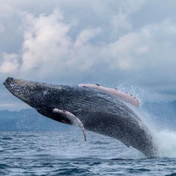 Avistamiento de ballenas jorobadas