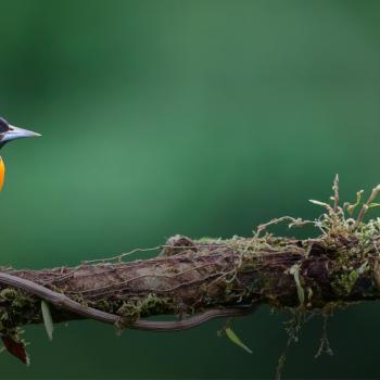 Migratory bird in Colombian ecosystem.