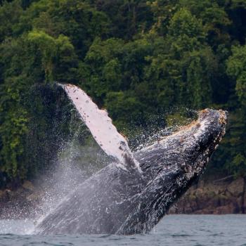 Sprung eines Buckelwals an den Stränden von Nuquí | Colombia Travel