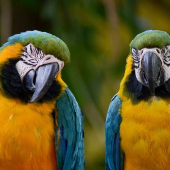 Colombia is the perfect destination for Bird Watching fans