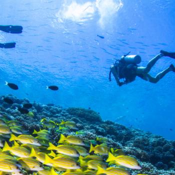 Marine life while diving in Colombia