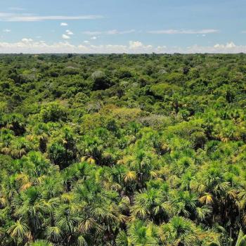 コロンビア、アマゾナス州、アマカヤク国立自然公園のカナングチャ椰子の木