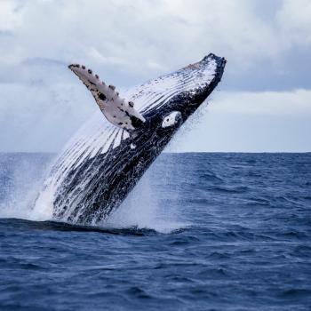 Humpback whale jumping out of the water in Colombia | Colombia Travel