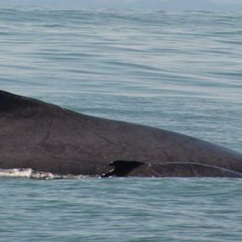 Ballenas jorobadas