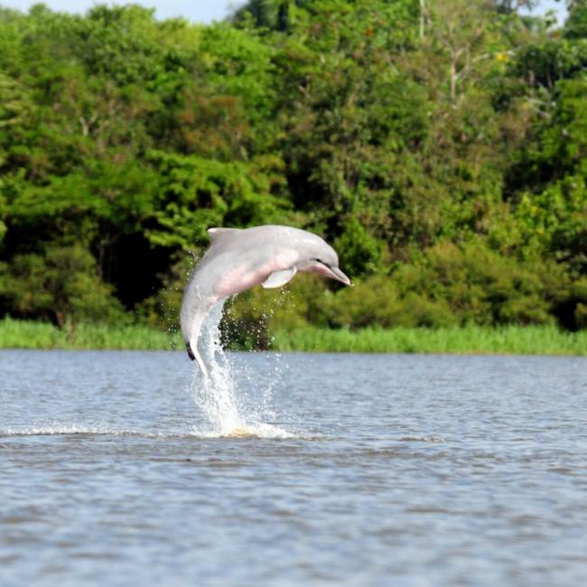 Imagen de un delfin rosado