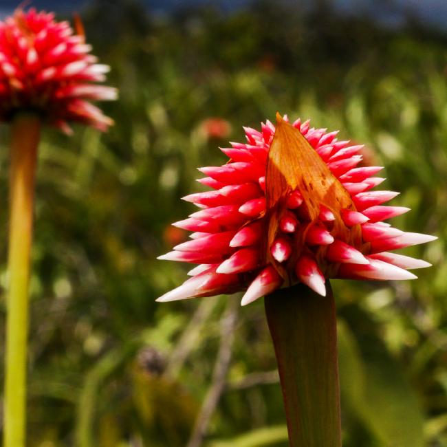 The Inírida flower, Guainía, Colombia.