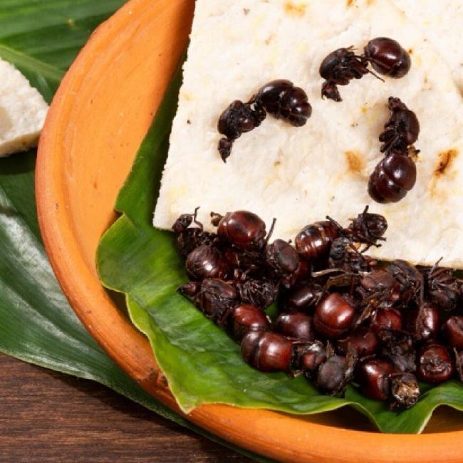 Hormigas culonas, gastronomía típica de Santander, Colombia.