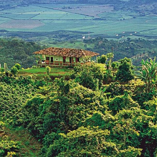 Vive la cultura cafetera desde Cartago