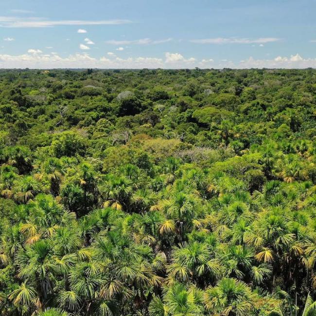 コロンビア、アマゾナス州、アマカヤク国立自然公園のカナングチャ椰子の木